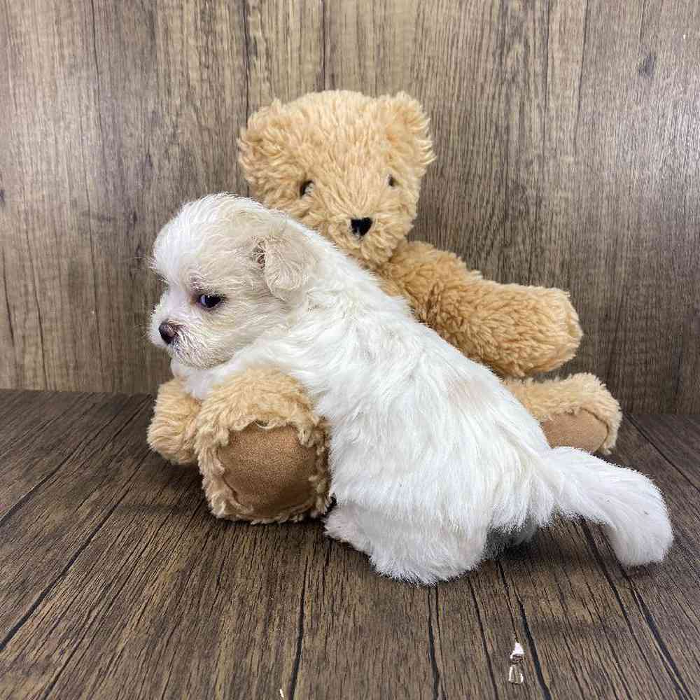 Male Shichon Puppy for Sale in Millersburg, IN