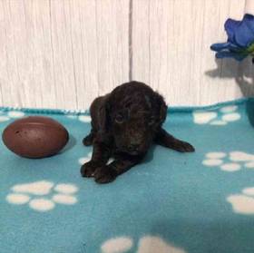 Mini Poodle