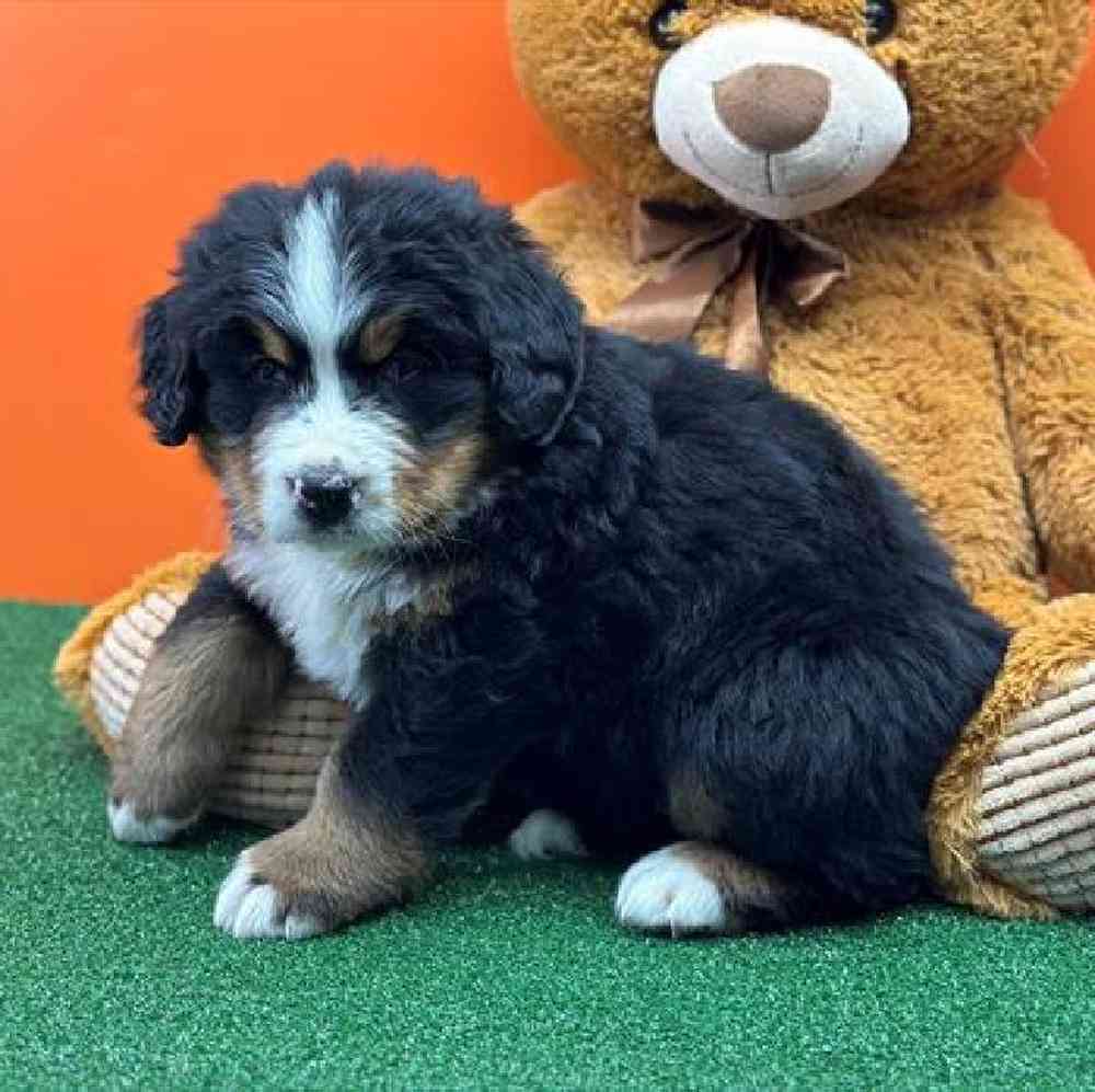 carousel pet images