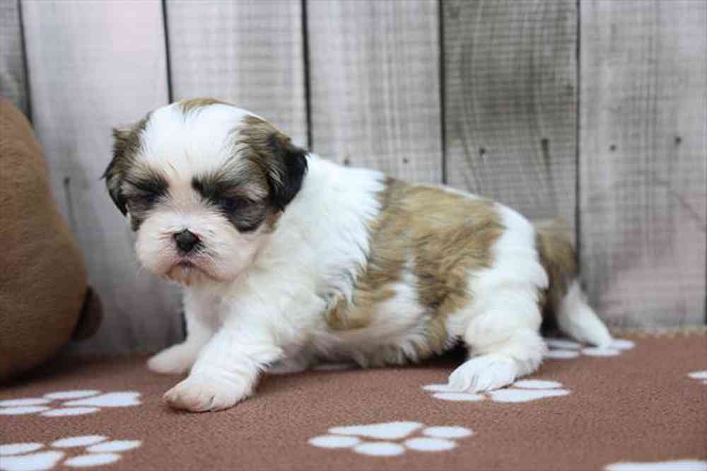 carousel pet images