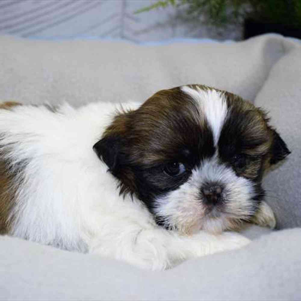 carousel pet images