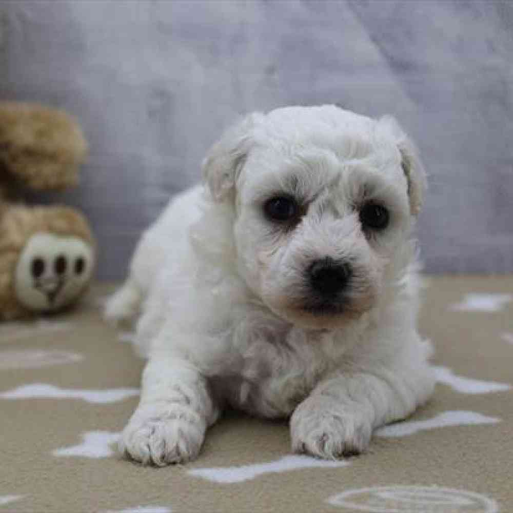 pet-img