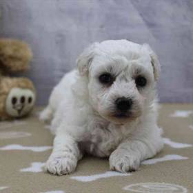 Bichon