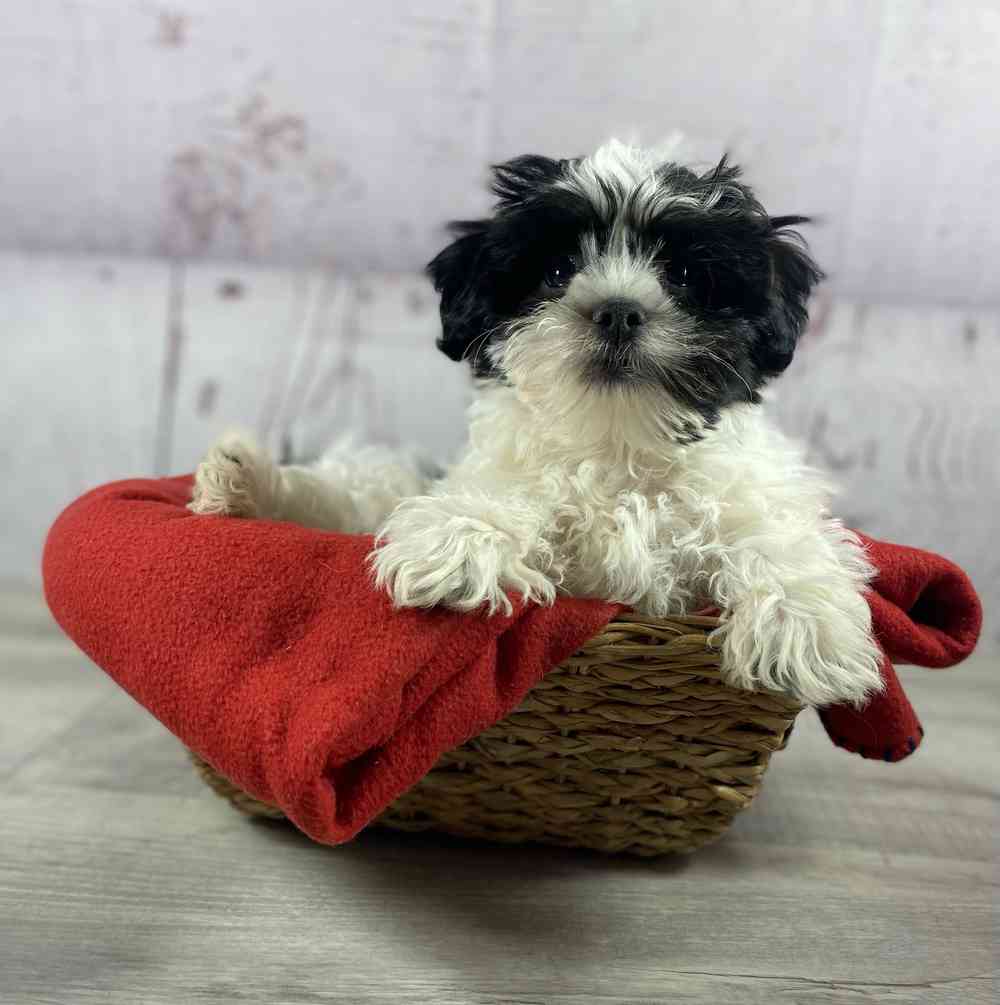 carousel pet images