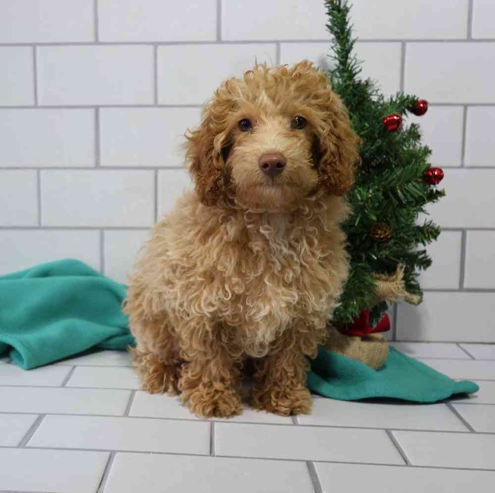 carousel pet images