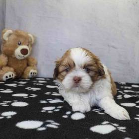 Shih Tzu