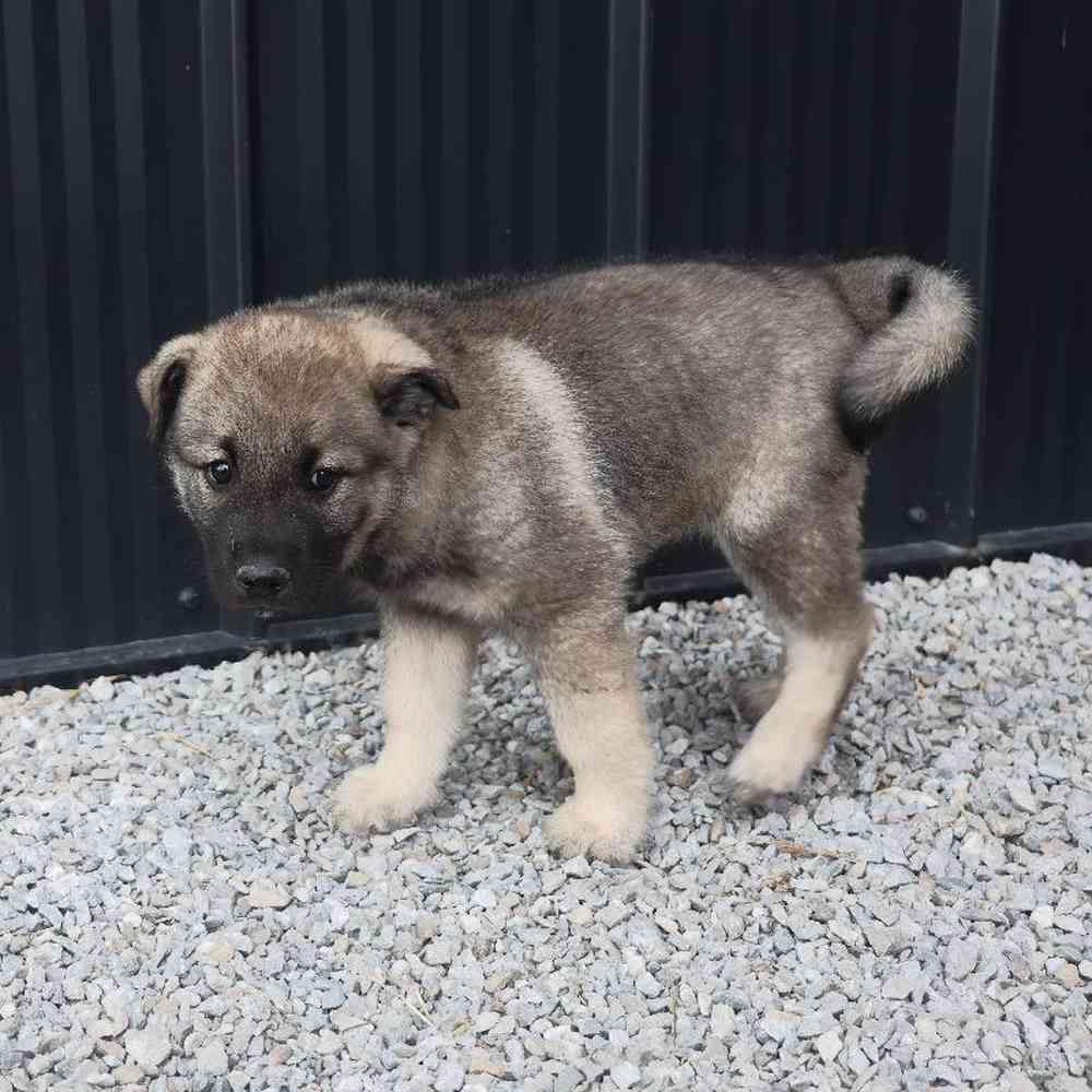 Male Norwegian Elkhound Puppy for Sale in Millersburg, IN