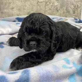 Cocker Spaniel