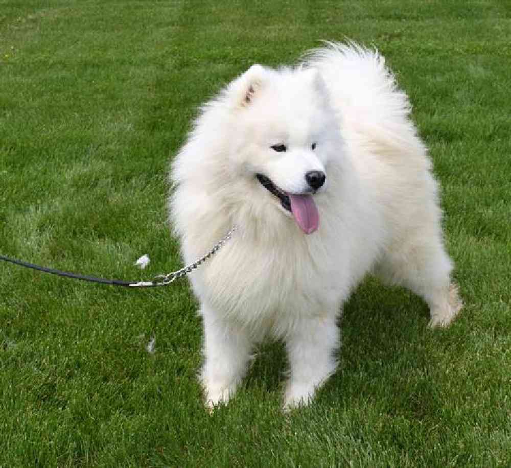 carousel pet images