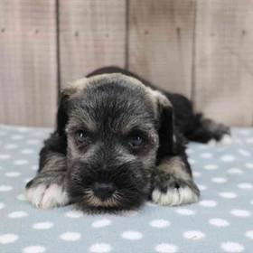 Mini Schnauzer