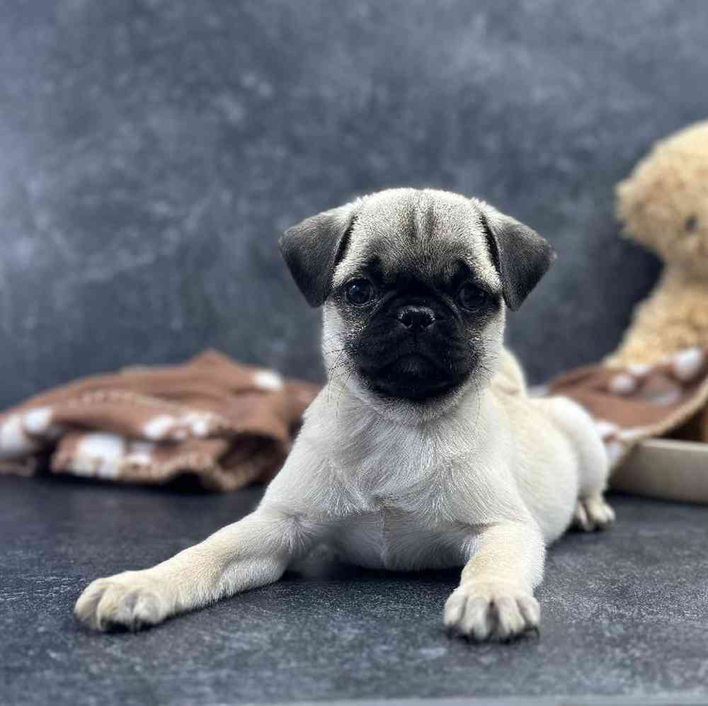 carousel pet images