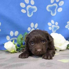 Havanese