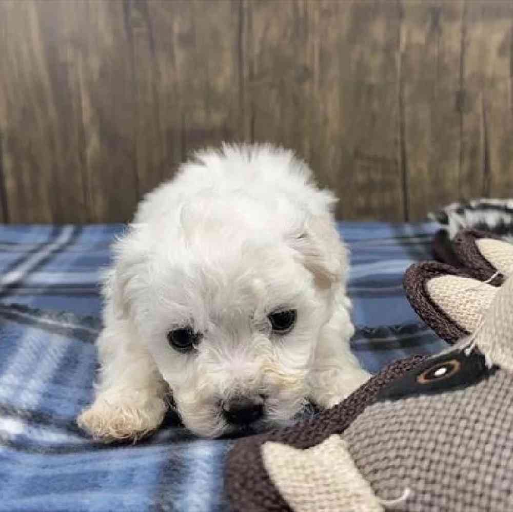 carousel pet images