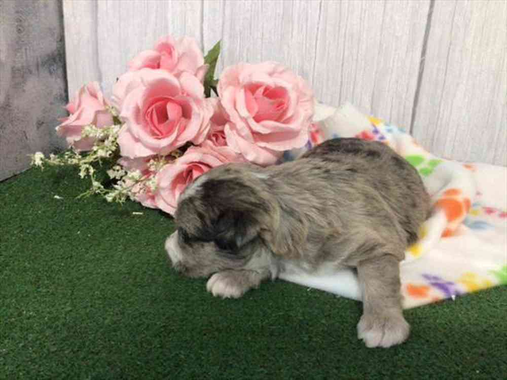 carousel pet images