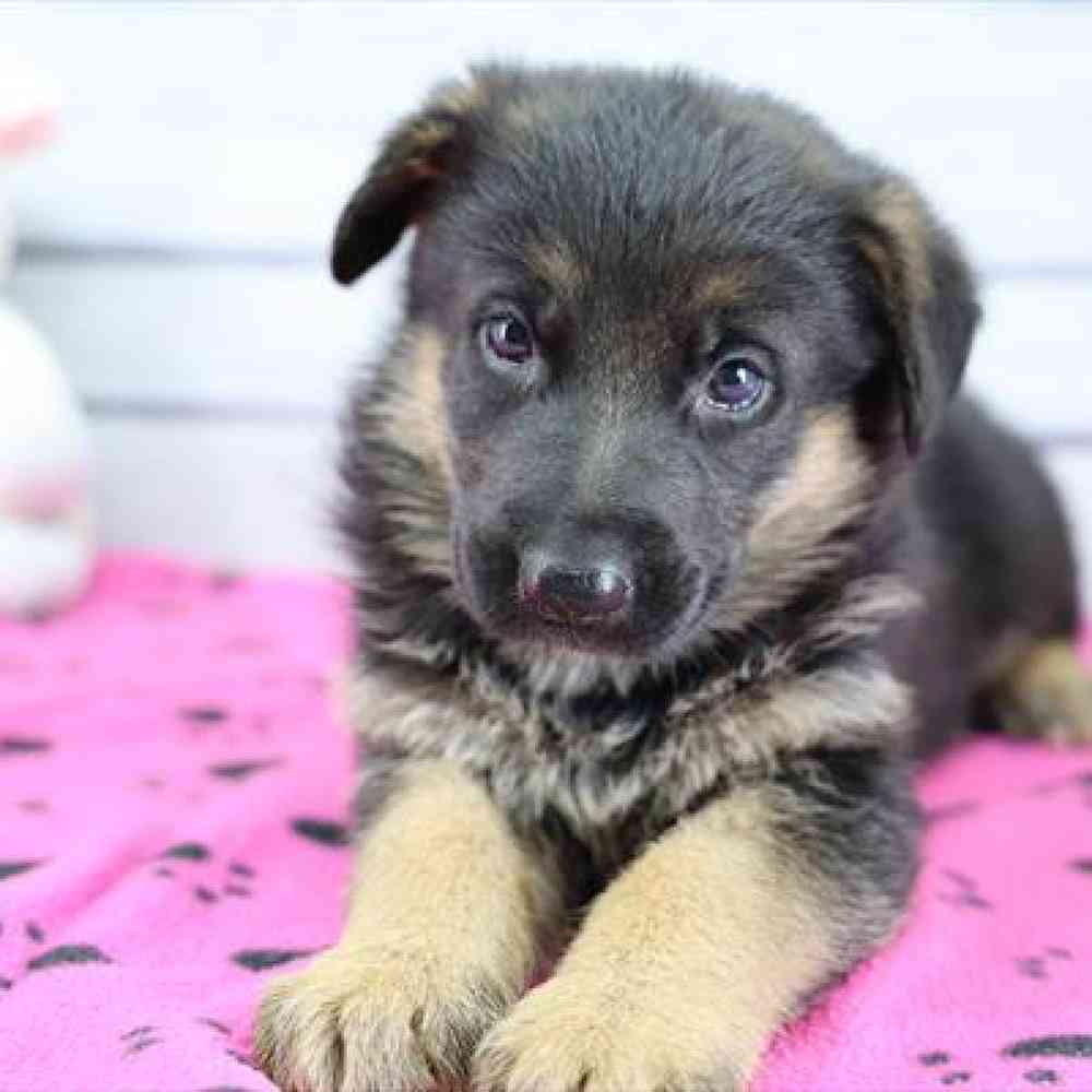 Image of a pet breed in the gallery