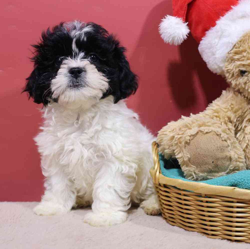 carousel pet images