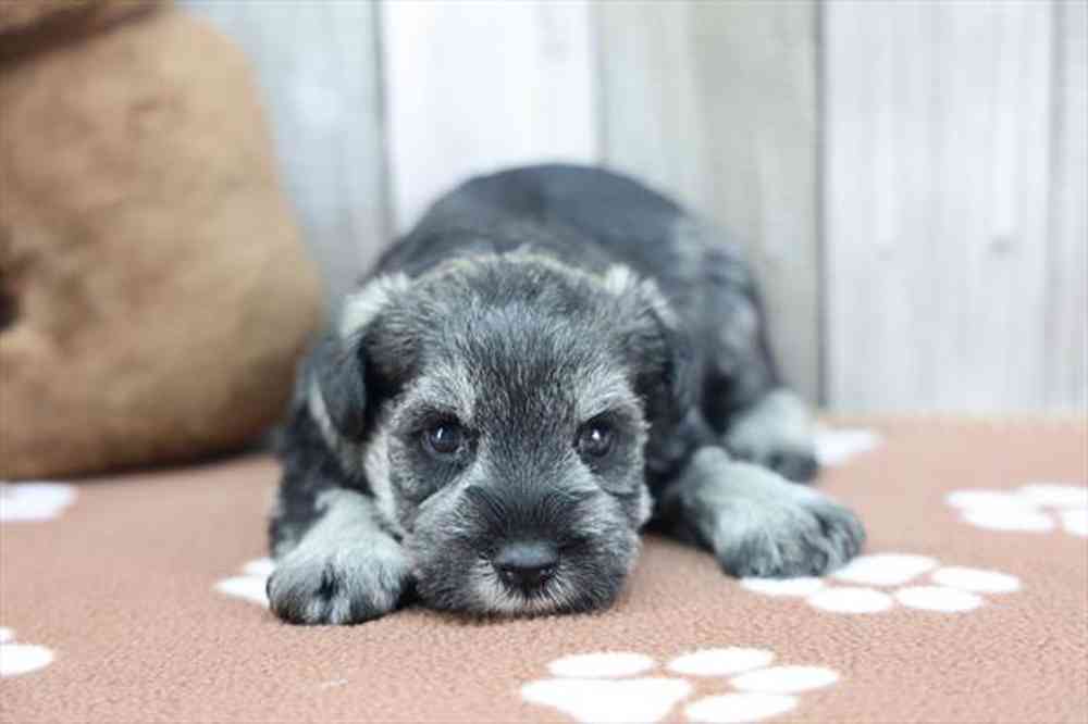 carousel pet images