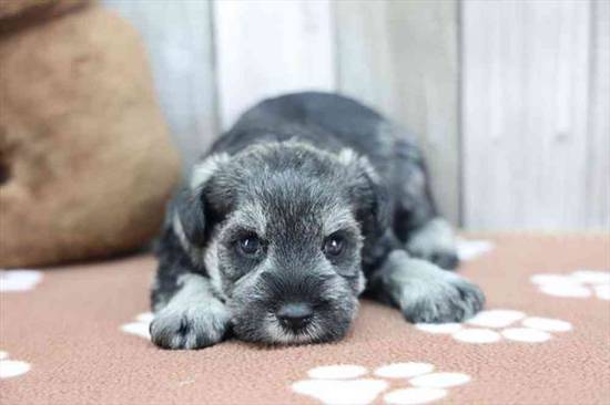 Mini Schnauzer