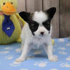 Papillon