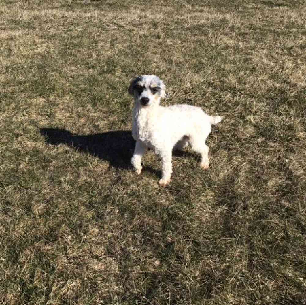 Male Schnoodle Puppy for Sale in Millersburg, IN