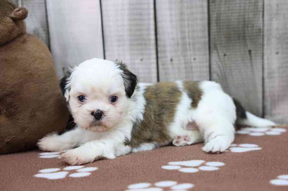 carousel pet images