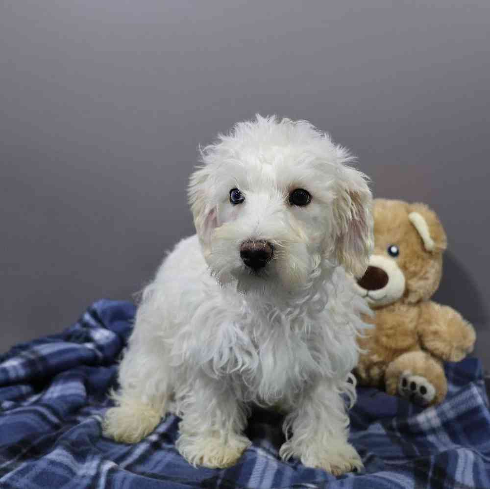 Male Schnoodle Puppy for Sale in Millersburg, IN