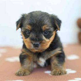 Yorkie