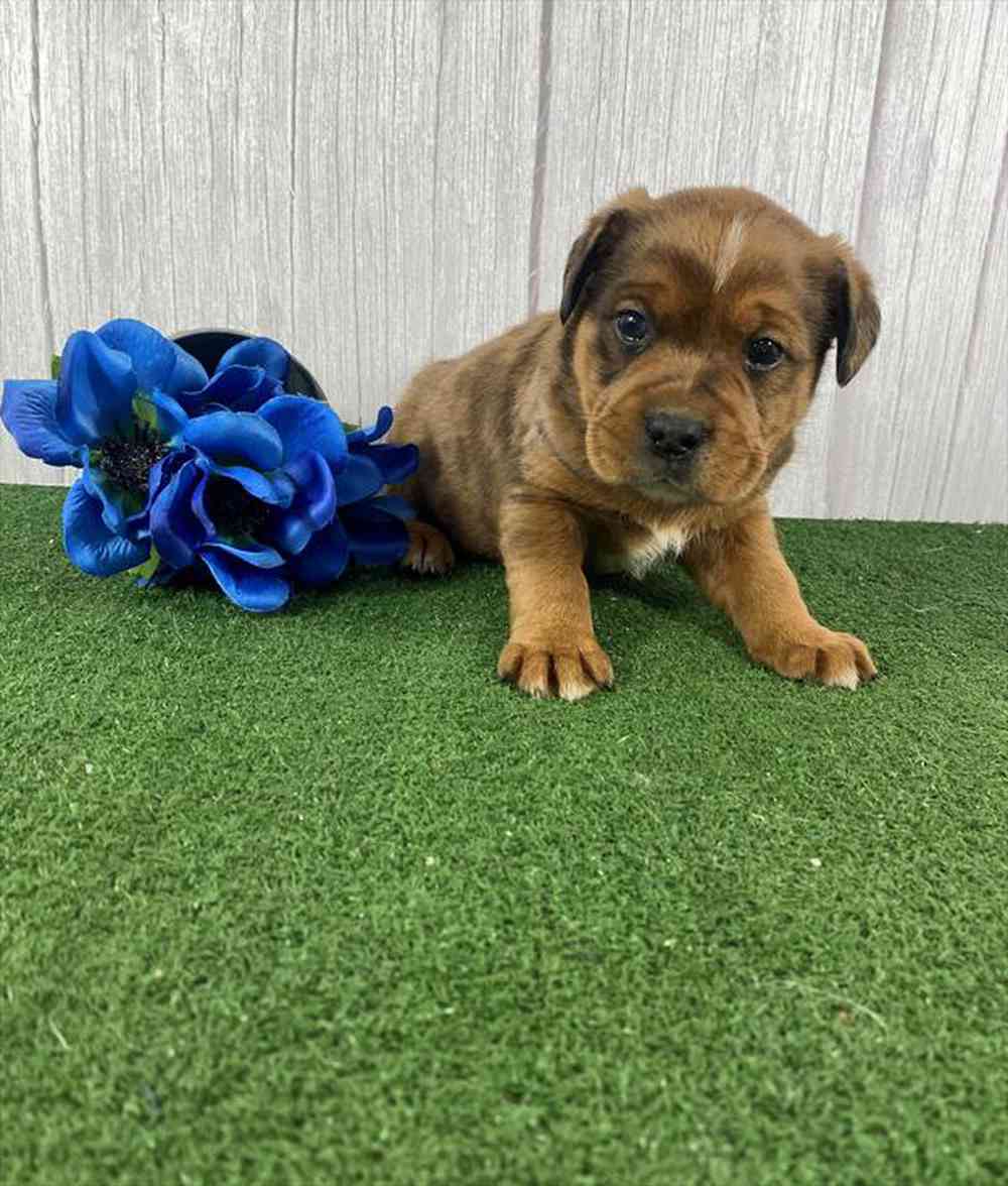carousel pet images