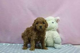 Mini Poodle