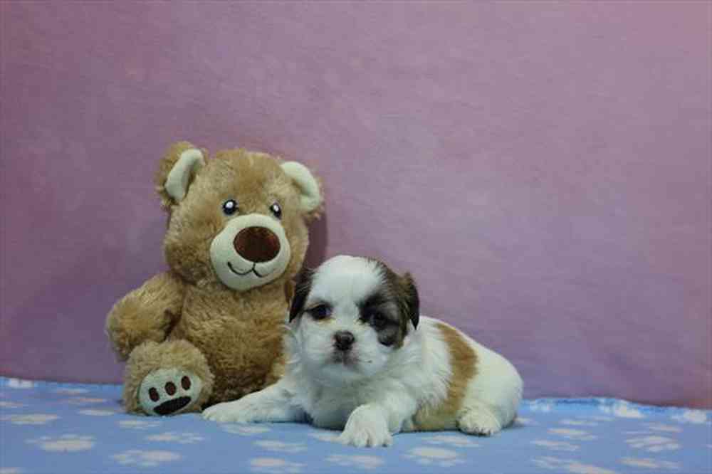 carousel pet images