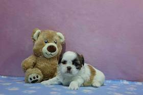 Shih Tzu