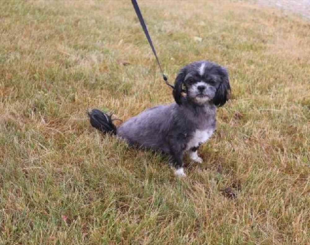 carousel pet images