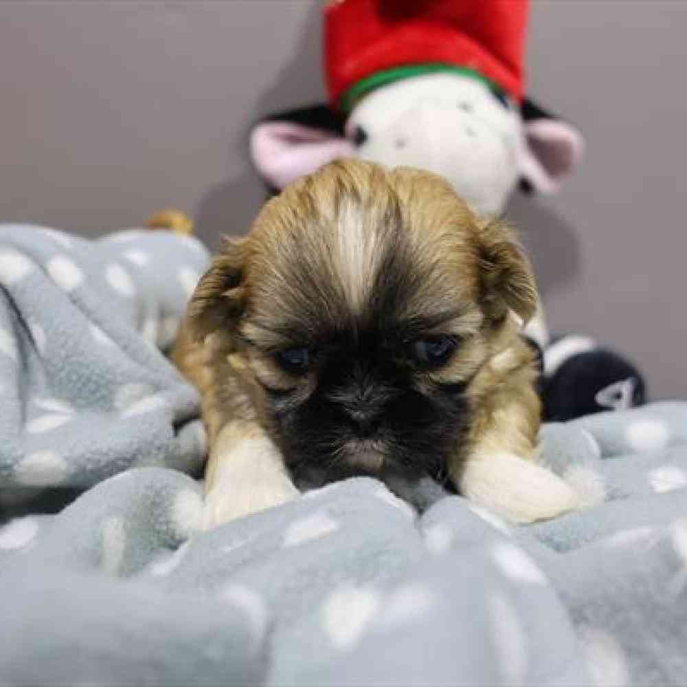 carousel pet images