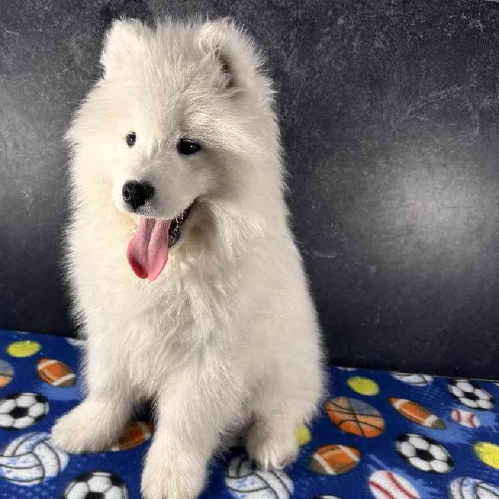 Male Samoyed Puppy for Sale in Millersburg, IN
