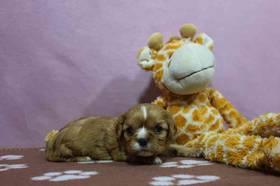 Cavalier King Charles Spaniel
