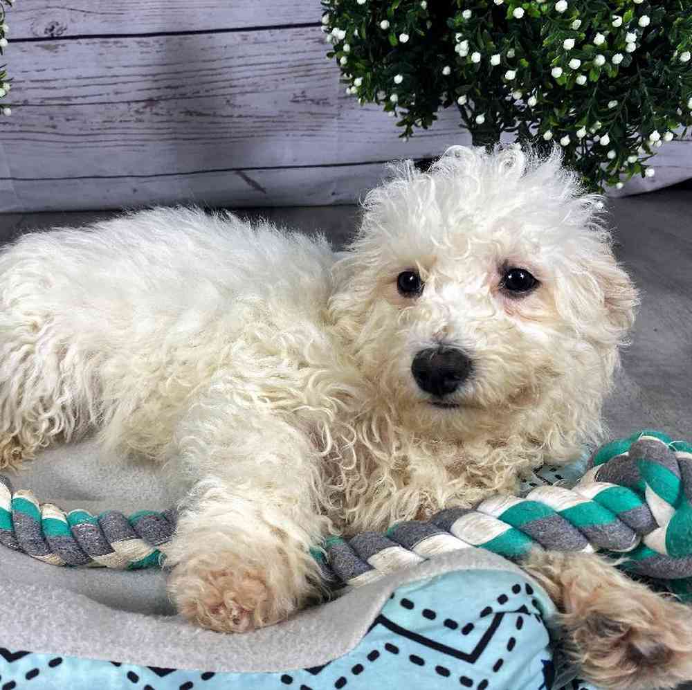 carousel pet images