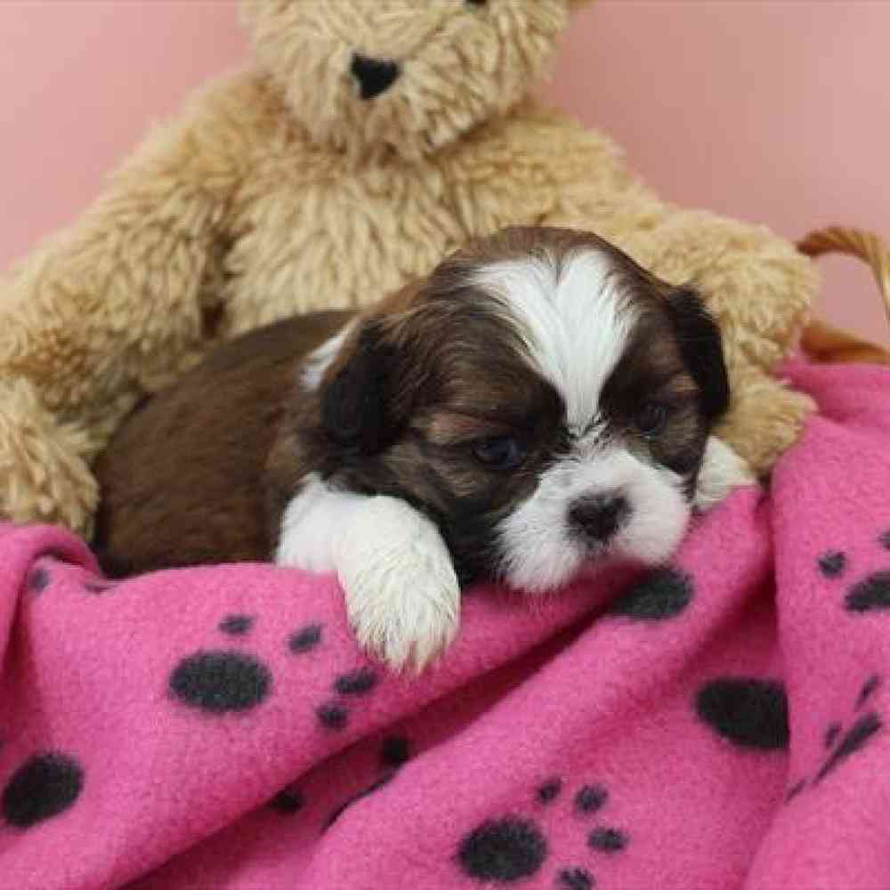 carousel pet images
