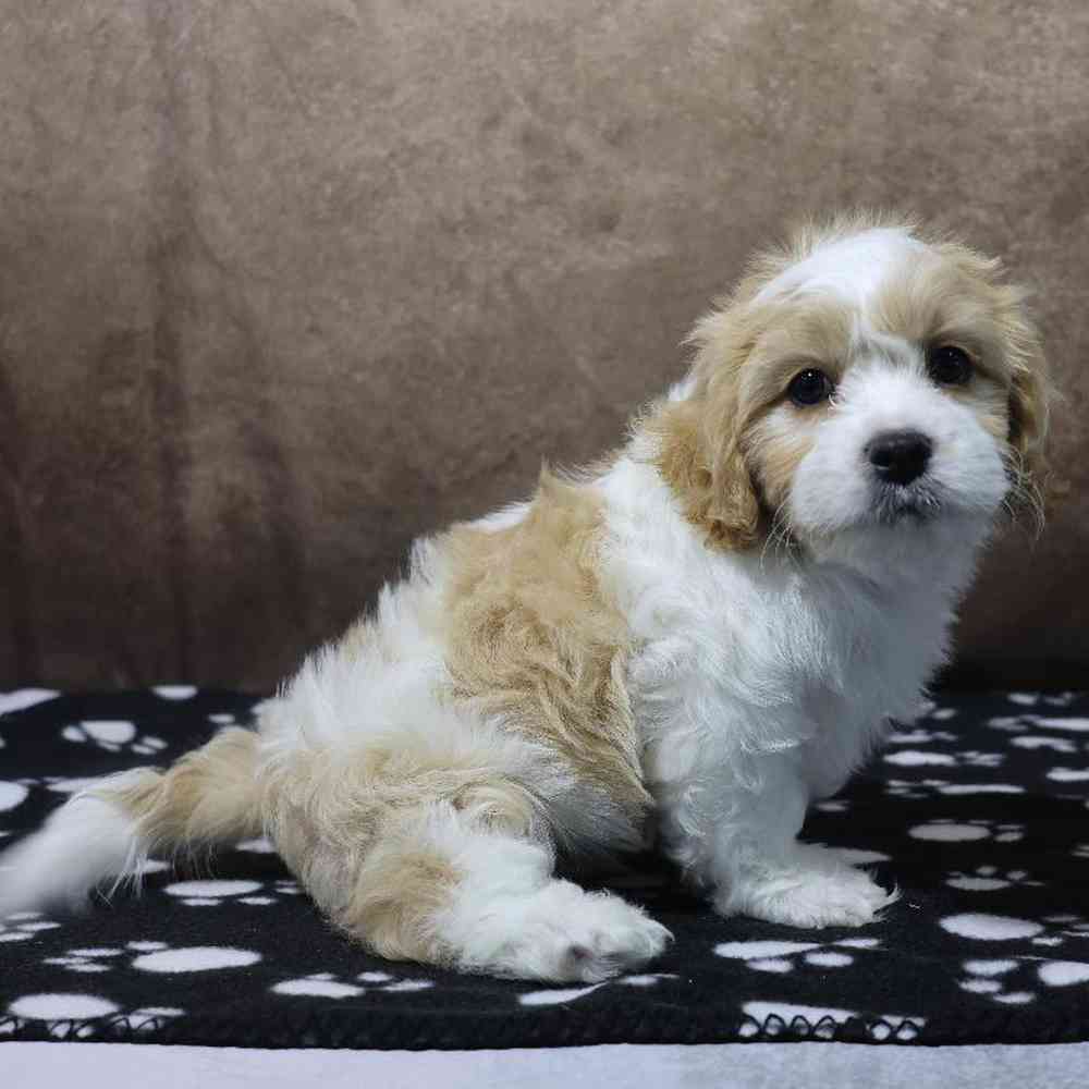 Male Cavachon Puppy for Sale in Millersburg, IN