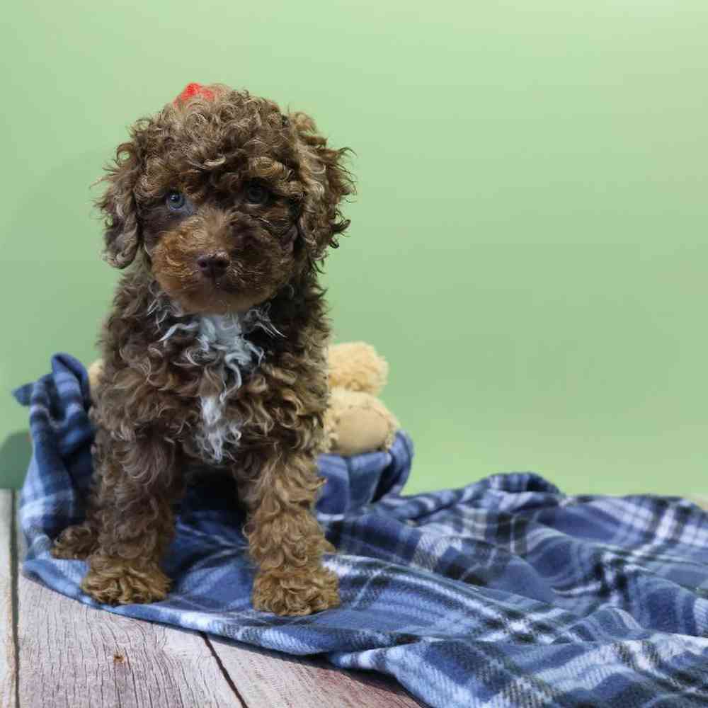 carousel pet images