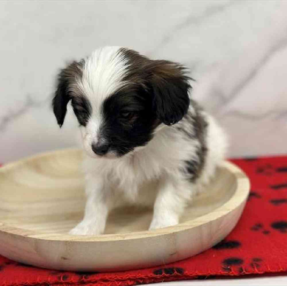 carousel pet images