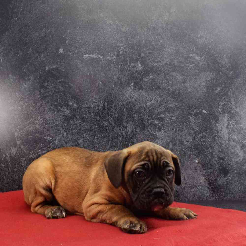 carousel pet images