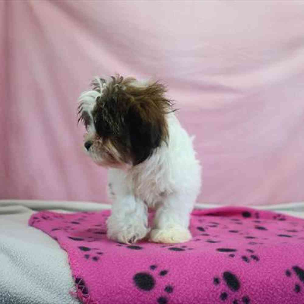 carousel pet images
