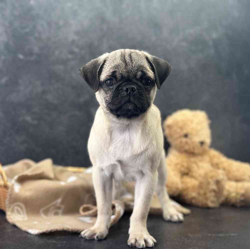 carousel pet images
