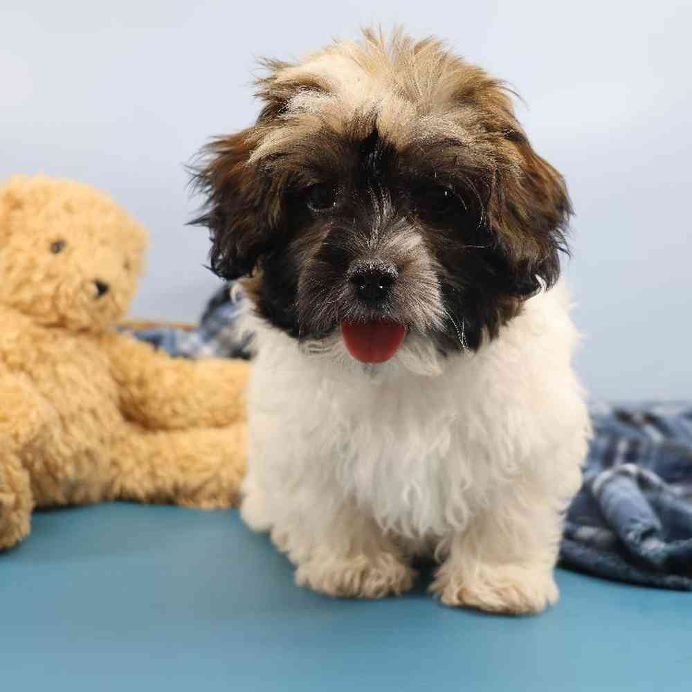 carousel pet images