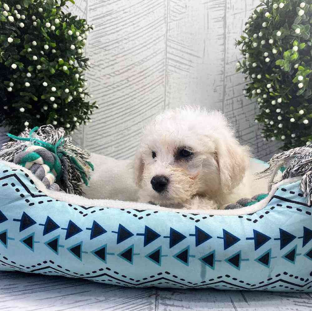 carousel pet images