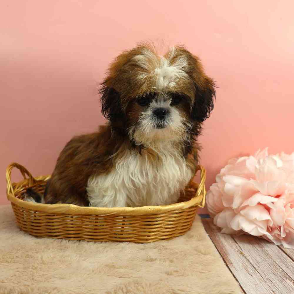 carousel pet images