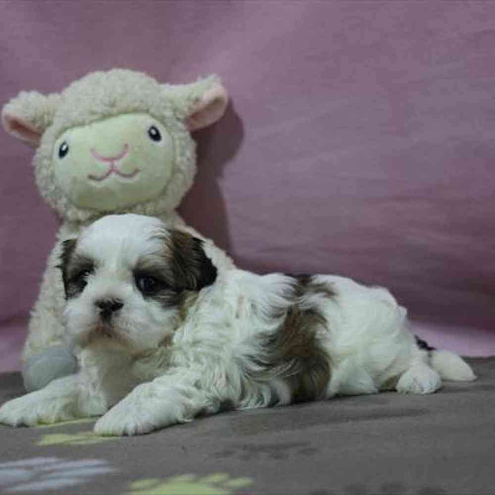 carousel pet images