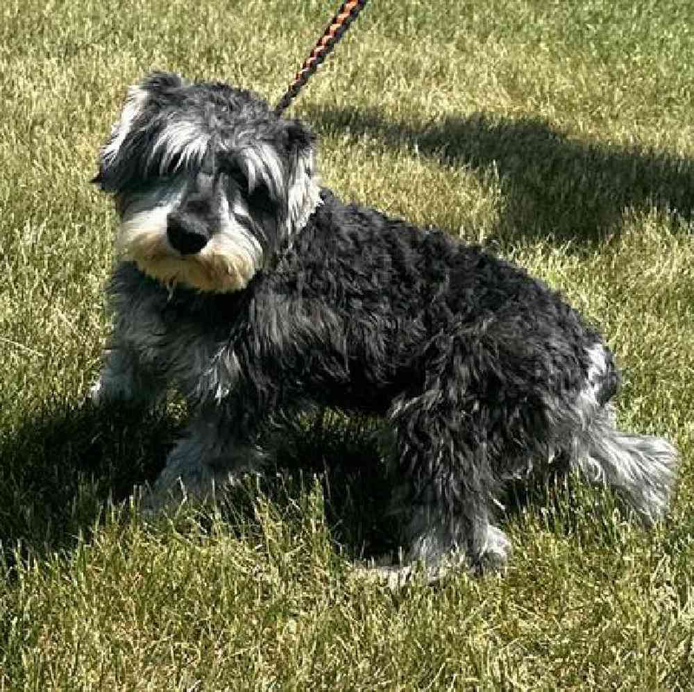 Female Mini Schnauzer Puppy for Sale in Millersburg, IN
