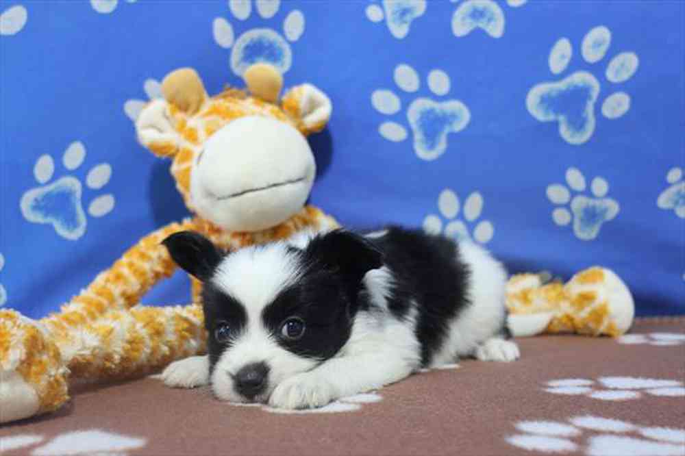 carousel pet images