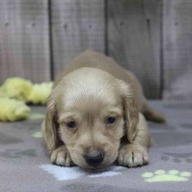 Dachshund
